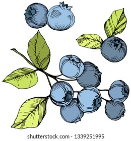 Vector Blueberry gree and blue engraved ink art. Berries and green leaves. Leaf plant botanical garden floral foliage. Isolated blueberry illustration element.
