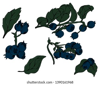 Vector blueberry green and blue engraved ink art. Berries and green leaves. Leaf plant botanical garden isolated illustration element - Vector