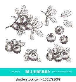 Vector blueberry hand drawn sketch. Sketch vector  food illustration. Vintage style