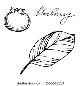 Vector Blueberry healthy food. Black and white engraved ink art. Isolated berry illustration element on white background.