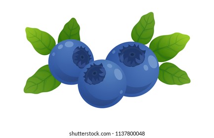 Vector blueberry isolated on white background.