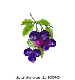 Vector blueberry with white background.