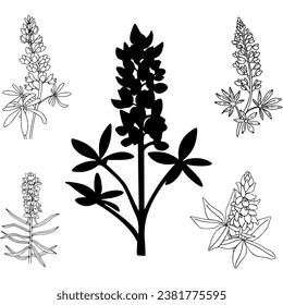 Vector bluebonnet flower, bluebonnet silhouette, Flat illustration,Texas floral symbol