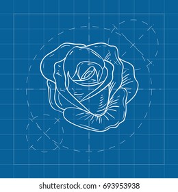 Vector blueprint rose on engineer and architect background .