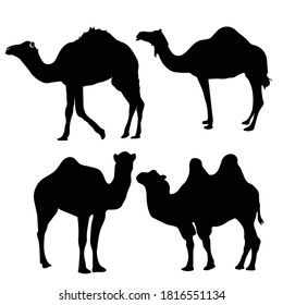 Vector body of a camel in the desert