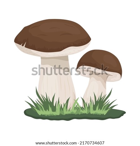 Vector Bolete Mushroom Isolated on White. Hand Drawn Cartoon Bolete, Porcini Mushrooms. Design Template, Clipart. Leccinum Scabrum, Penny Bun. Mushroom Couple on Meadow