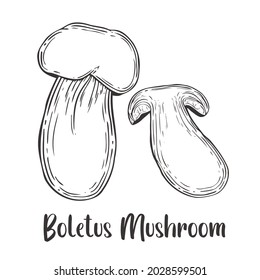 Vector of Boletus Mushroom hand drawn sketch style. Drawing element design. Used for menu, poster, banner, label, logo or printed t-shirts, etc.