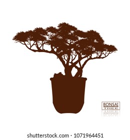 Vector of Bonsai tree.