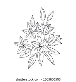 vector boquet lily flowers leaves elements set coloring book on white