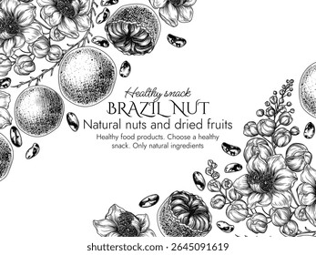 Vector border with a branch of blooming Brazil nut in engraving style. Graphic banner with nuts on a tree. Template with the cultivation of a healthy snack. Nuts in shell and in cut