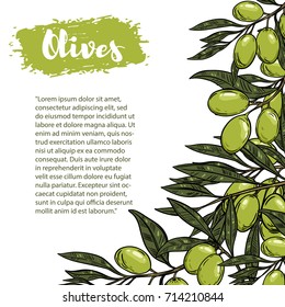 Vector border with colorful olives. The pattern with space for text. For flyer, booklet for advertising and design.