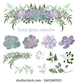 Borde vectorial de suculentos y plantas. Composiciones de plantas. Plantas aisladas en un fondo blanco. Suculentos, eucalipto, bayas, hojas, plantas. Elementos para el diseño floral.