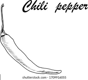 Vector botanic illustration with chili pepper on white background. Hand drawn culinary seasonings.