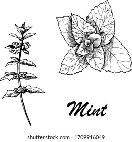 Vector botanic illustration with mint on white background. Hand drawn culinary seasonings.