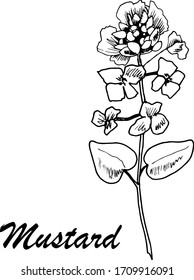 Ilustración botánica vectorial con mostaza sobre fondo blanco. Acondimentos culinarios dibujados a mano.