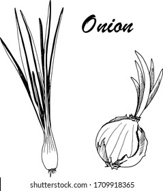 Vector botanic illustration with onion on white background. Hand drawn food collection with seasonings, herbs and vegetables. Perfect for culinary books, magazines, textiles.