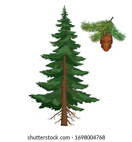 Vector botanic illustration of spruce and pine branch with cone isolated