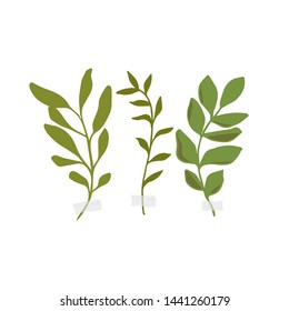 Vector botanic illustrations. Botanical clipart. Set of Green branches. Floral Herb Design elements. Perfect for wedding invitations, greeting cards, blogs, posters and more