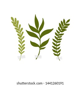 Vector botanic illustrations. Botanical clipart. Set of Green branches. Floral Herb Design elements. Perfect for wedding invitations, greeting cards, blogs, posters and more