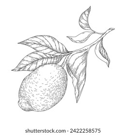 Vector botanic linear illustration with branch of lemon.