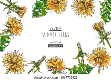Vector botanical background with flower  border. Hand drawn color texture with dandelions and leaves. Summer floral design