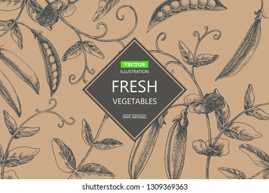 Vector botanical background with pea branches and pods. Hand drawn texture with plant.
