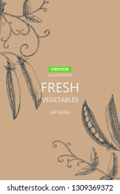 Vector botanical background with pea branches and pods. Hand drawn texture with plant.