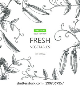 Vector botanical background with peas isolated on white. Hand drawn texture with plant.