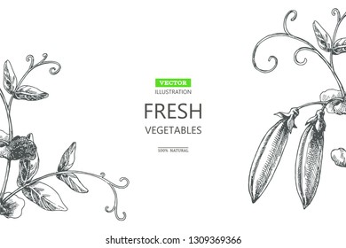 Vector botanical background with peas isolated on white. Hand drawn texture with plant.