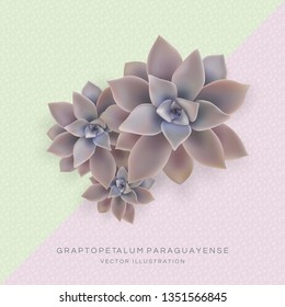 Vector botanical banner with flowers Graptopetalum. Poster in pink, green color.