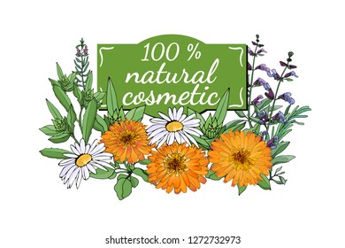 Vector botanical banner with medicinal plants for cosmetic care. Chamomile, sage, rosemary, calendula, lavender on white background.