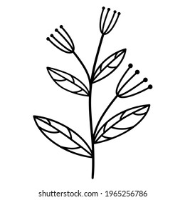 Vector botanical element herb with leaves. Umbrella plant illustration. Isolated icon on white background. Black outline hand-drawn, silhouette of a plant