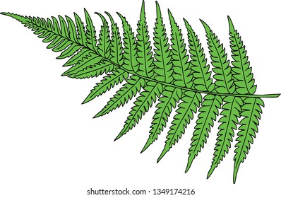 Vector botanical elements, doodle. Flowers, herbs, leaves. Collection garden foliage, illustration isolated on white background. Leaves and grass blades