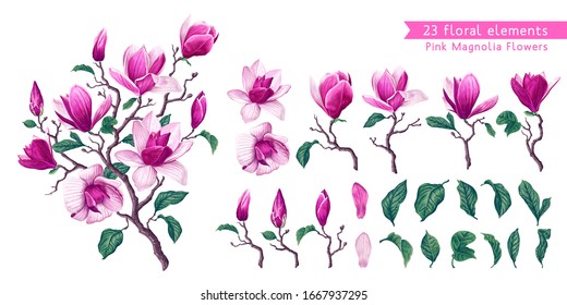 Vector botanical flowers set with Pink Magnolia. Isolated illustration element. Realistic illustration of a branch spring magnolia plant, large flowers and leaves. High detailed, hand drawn art.