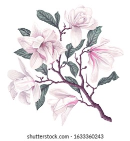 Vector botanical flowers of White Magnolia. Isolated magnolia illustration element. Realistic illustration of a branch spring magnolia plant, large flowers and leaves. High detailed, hand drawn art.