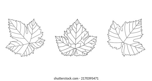Follaje botánico vectorial. Resumen arte botánico mínimo.
