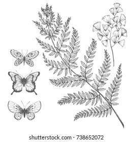 Vector botanical graphic set of illustrations with fern leaves and butterflies