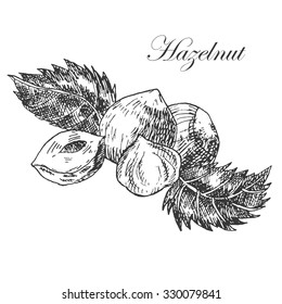 vector botanical hand drawn hazelnut sketch. detailed ink food illustration