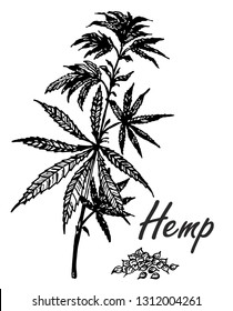 Vector botanical hand drawn illustration of hemp branch. Engraved cannabis foliage. Sketch style 