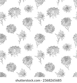 Vector botanical hand drawn monochrome line art pattern of asters flowers, daisies in graphics