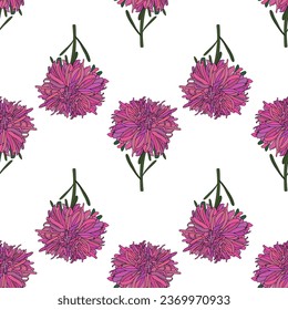 Vector botanical hand drawn pattern of asters flowers, daisies 
