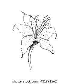 Vector botanical illustration