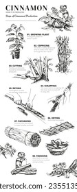 Vector botanical illustration about How to Produce Cinnamon. How does the real cinnamon grow? Step-by-step instruction for Harvesting and Production of cinnamon spice. Indonesian Cinnamomum Verum.