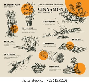 Vector botanical illustration about How to Produce Cinnamon. How does the real cinnamon grow? Step-by-step instruction for Harvesting and Production of cinnamon spice. Ceylon Cinnamomum Verum.