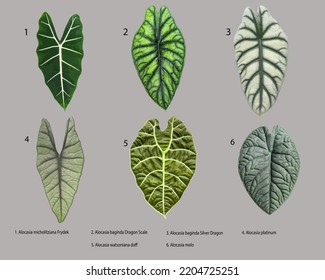 Vector botanical illustration, Alocasia leaves set isolated on grey background.