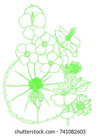 Vector Botanical illustration. Vector Botanical Background. Vector Wildflowers. Wallpaper, web page backgrounds, textile. Botanical classic illustration.