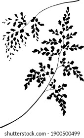 Vector botanical illustration. Black and white.