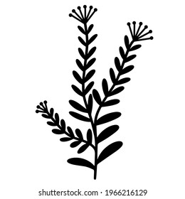 Vector botanical illustration of a branch with small leaves. Isolated icon on white background. The outline of a plant with inflorescences. Black doodle hand drawn illustration