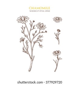 Vector botanical illustration of chamomile on white background. Hand drawn sketch in woodcut style with flower and inflorescence. Medical herbs and plants.