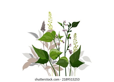 Ilustración botánica vectorial. Judías de rizo con flores moradas, ramas verdes, hojas y hierbas. Ramo floral para decorar tarjetas, carteles, plantillas y más.